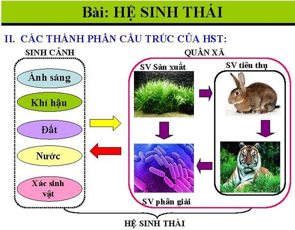 Câu hỏi Sinh vật sản xuất là những sinh vật frv edu vn