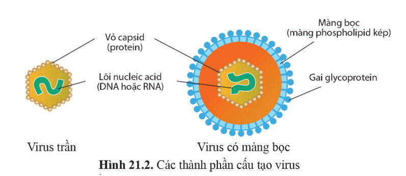 Quan sát hình 21 2 và cho biết các thành phần cấu tạo virus Hãy nêu