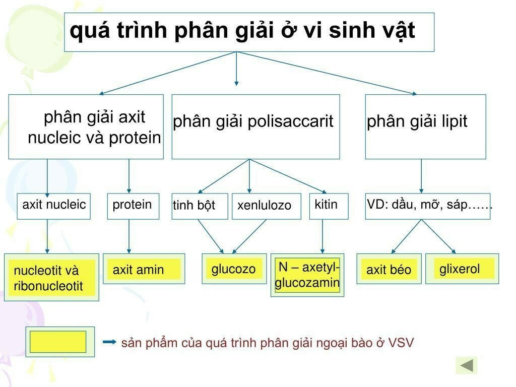 S N Ph M C A Qu Tr Nh Ph N Gi I Protein L G Vi Sinh V T S D Ng C C