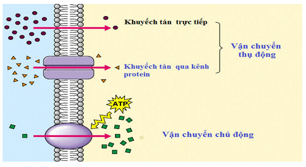 Cho biết bộ phận tham gia vận chuyển 1 protein ra khỏi tế bào?