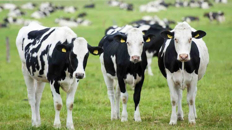 Trong các sản phẩm chăn nuôi sau đây, sản phẩm nào không phải của bò?