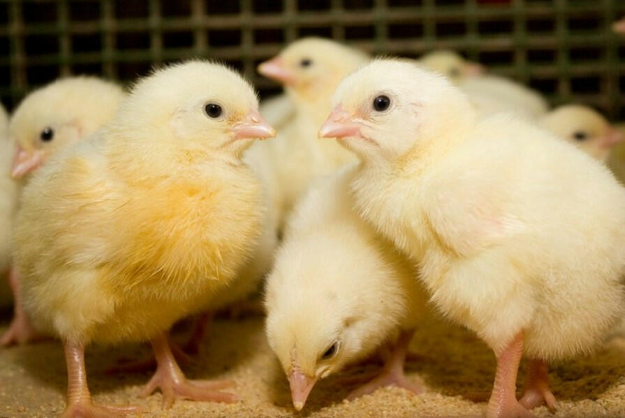 Việc bổ sung các viên sỏi nhỏ vào thức ăn cho gà con từ tuần tuổi thứ hai trở đi nhằm mục đích gì?