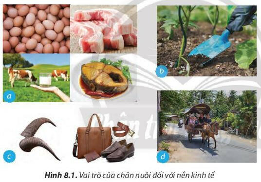 Vai trò của ngành chăn nuôi đối với nền kinh tế Việt Nam là