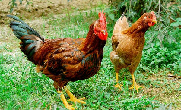 Đâu là công thức tính chi phí cho nuôi dưỡng và chăm sóc gà thịt thả vườn?