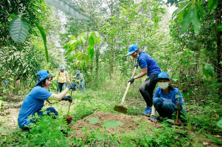 Ở các tỉnh miền Trung và miền Nam nước ta, thời vụ trồng rừng chính là vào mùa mưa