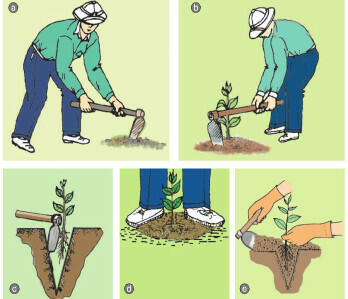 Quy trình trồng rừng bằng cây non rễ trần gồm các bước theo thứ tự nào sau đây?