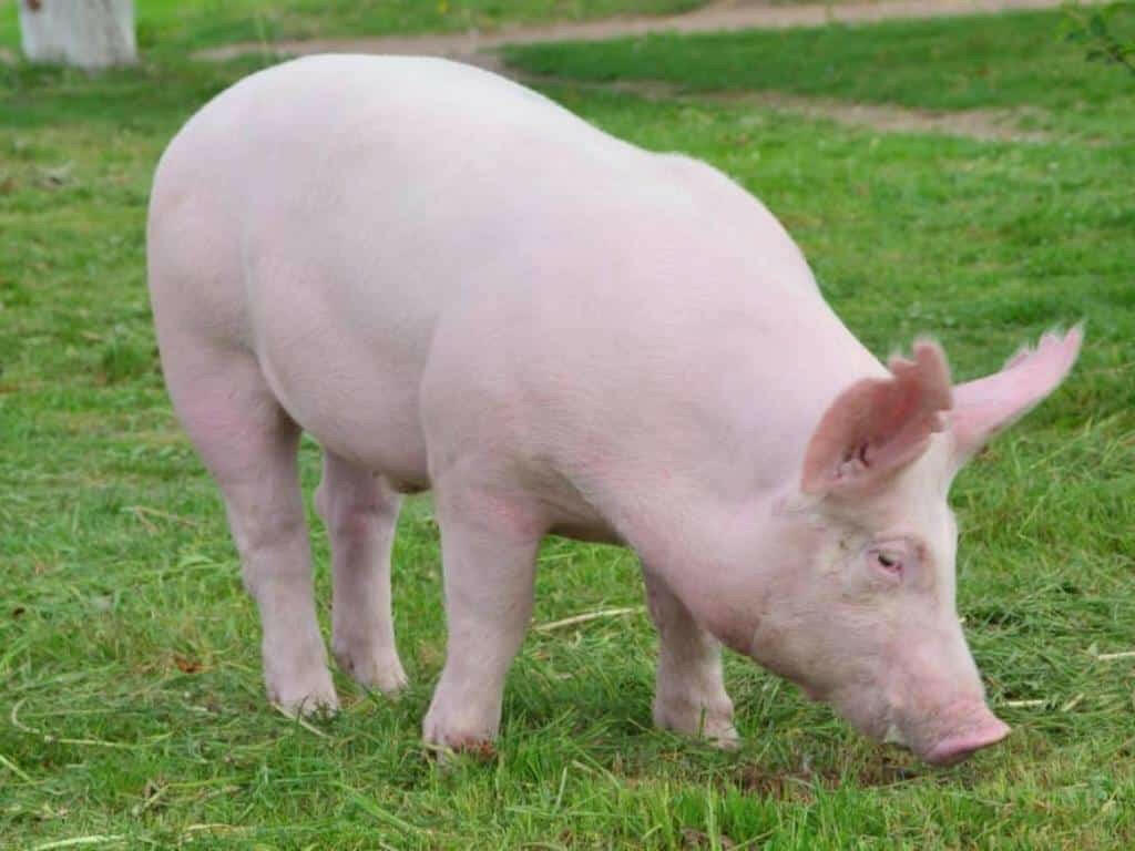 Đặc điểm khác nhau giữa lợn Landrace và lợn Yorkshire là?