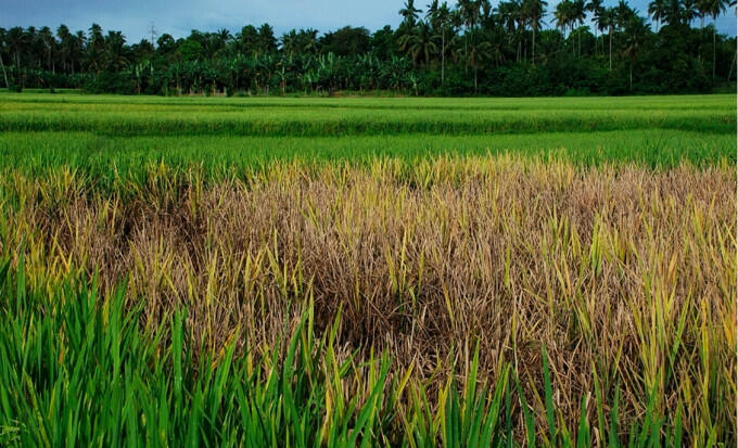 Ruộng lúa bị cháy rầy do rầy nâu gây hại