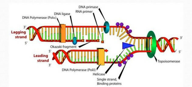 Quá trình tái bản ADN