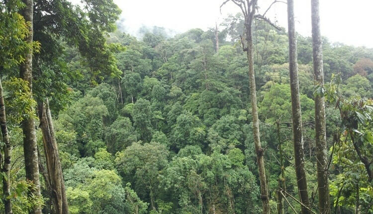 Ở khu vực phía Nam, loại rừng thường phát triển ở độ cao từ 500m - 1000m là Nhiệt đới ẩm thường xanh