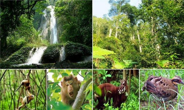 Hệ sinh thái rừng nhiệt đới ẩm lá rộng thường xanh trong đai nhiệt đới gió mùa