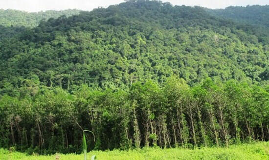 Phát triển trồng rừng gỗ lớn theo hướng thâm canh.