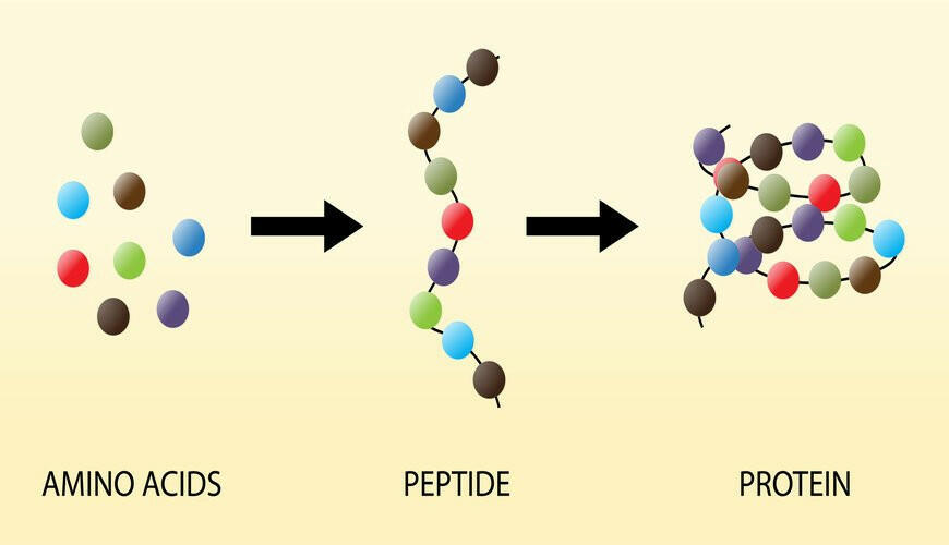 Các thành phần tham gia trực tiếp và quá trình tổng hợp chuỗi polipeptide