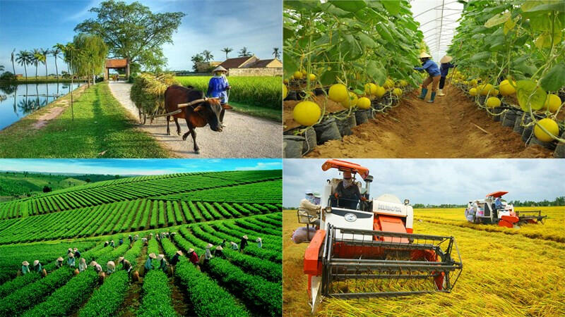 Ý nghĩa chủ yếu của việc hình thành vùng chuyên canh nông nghiệp ở nước ta