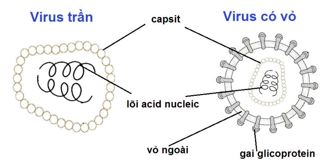 Mô tả sau phù hợp với loại virus nào: “Làm tan màng tế bào và chui ra ngoài”