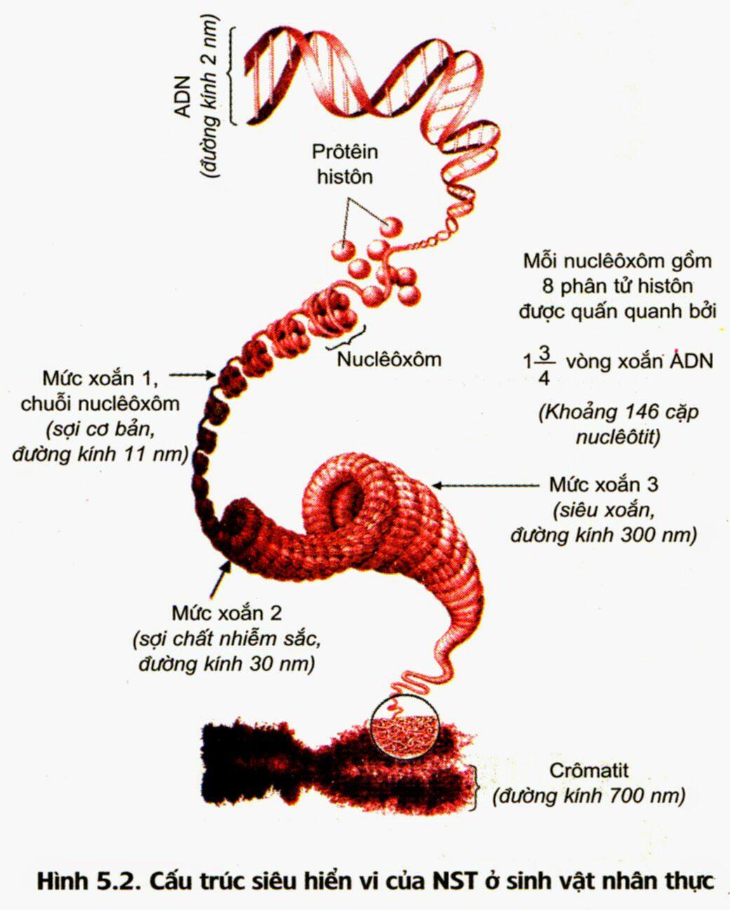 Đơn vị nhỏ nhất trong cấu trúc nhiễm sắc thể gồm đủ 2 thành phần ADN và prôtêin histon là 