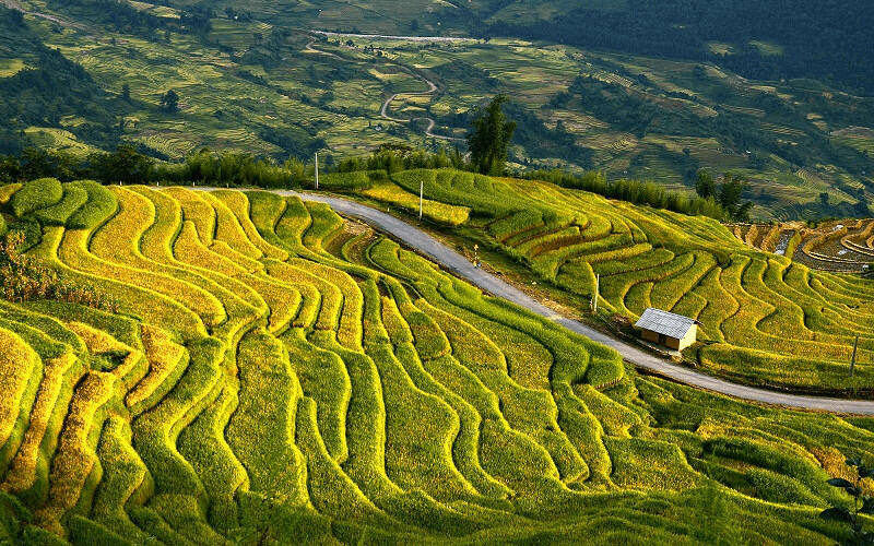 Hoạt động sản xuất nông nghiệp của các dân tộc thiểu số ở vùng cao (Việt Nam) có đặc điểm nổi bật là Lúa nước được trồng ở ruộng bậc thang.