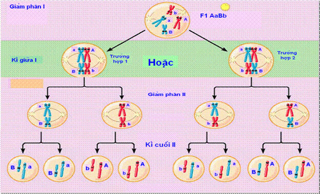 Sự phân li độc lập của các cặp NST tương đồng trong giảm phân dẫn đến sự phân li độc lập của các cặp alen về các giao tử là cơ sở tế bào học của quy luật