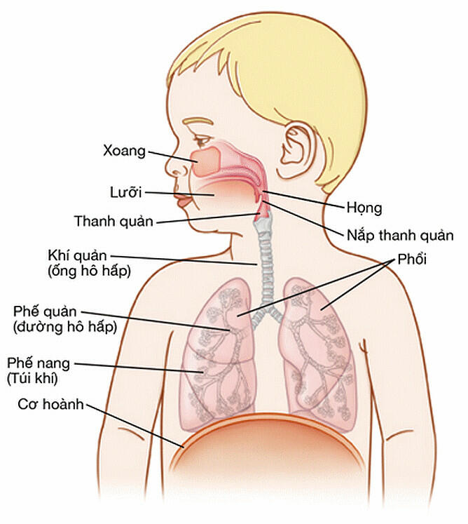 Ở người, cơ quan nào sau đây thuộc hệ hô hấp?