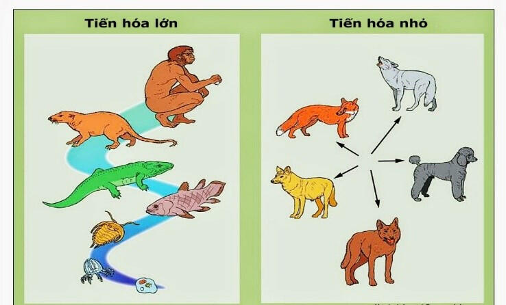 Thực chất của chọn lọc tự nhiên theo thuyết tiến hóa tổng hợp hiện đại là?