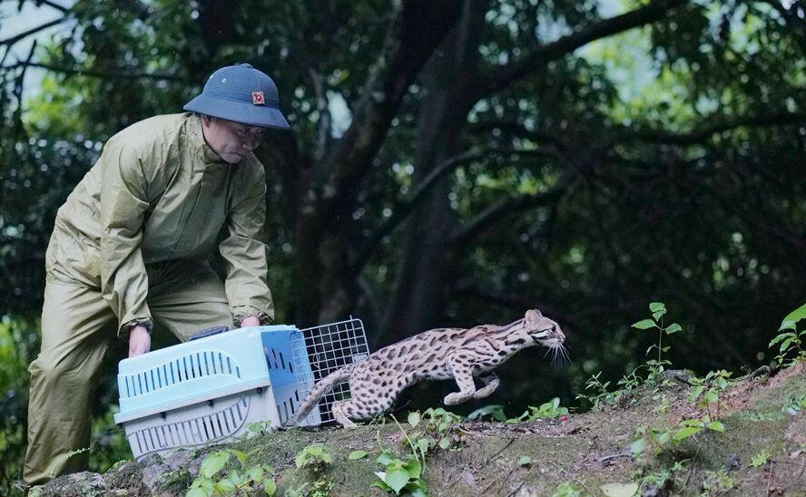 Để bảo tồn đa dạng sinh học, tránh nguy cơ tuyệt chủng nhiều loài động vật quý hiếm, cần ngăn chặn hành động nào sau đây?