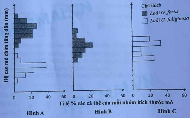 Hình bên mô tả mối quan hệ về độ cao mỏ khác nhau giữa các nhóm cá thể của hai loài chim sẻ ăn hạt G. fuliginosa và G. fortis thuộc quần đảo Galapagos 