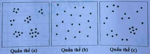 Kiểu phân bố cá thể của ba quần thể (a), (b), (c) thuộc ba loài giả định trong diện tích 100 m2