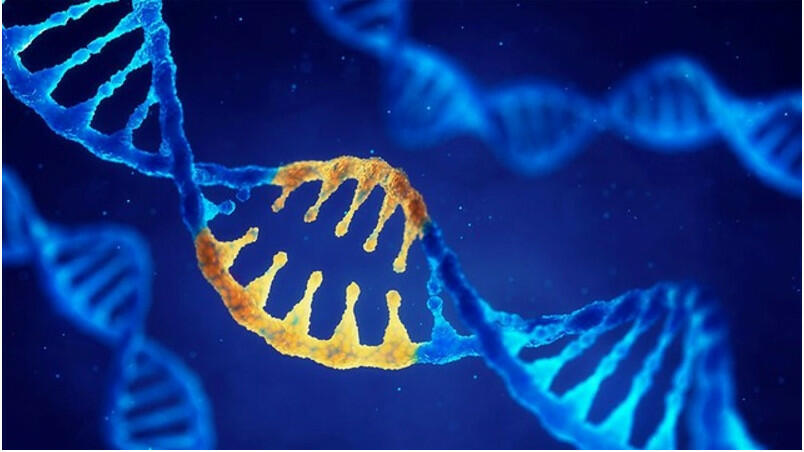 Ở một quần thể thực vật lưỡng bội, gen A nằm trên nhiễm sắc thể thường số 1 có 5 alen, gen B nằm trên nhiễm sắc thể thường số 2 có 6 alen. Biết không xảy ra đột biến, quần thể có tối đa bao nhiêu kiểu gen thuần chủng về 2 gen trên?