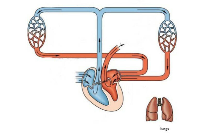 Hệ hô hấp liên hệ trực tiếp với hệ tuần hoàn qua trao đổi khí giữa