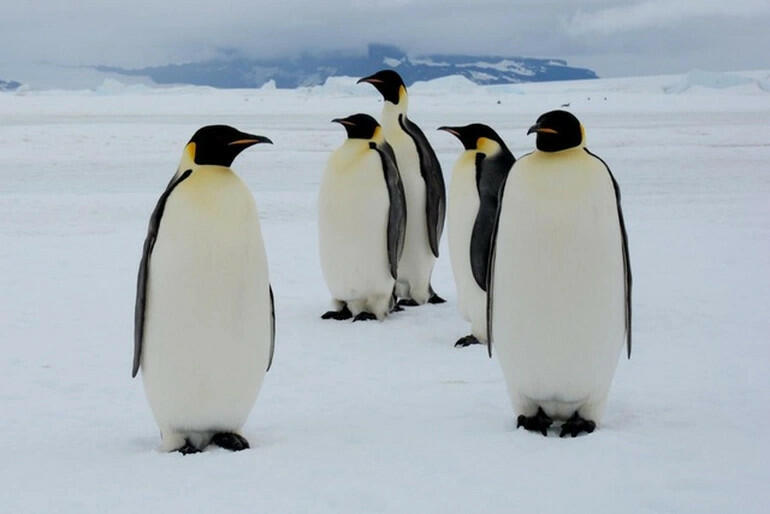 Loài vật biểu tượng cho châu Nam Cực là