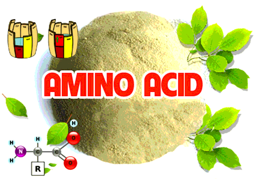 5 amino axit thường gặp