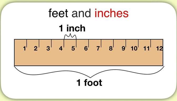 5 feet 2inches là bao nhiêu cm