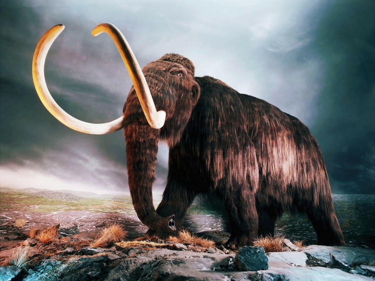 A team of Russian scientists has challenged the theory that the woolly mammoths became extinct 10,000 years 
