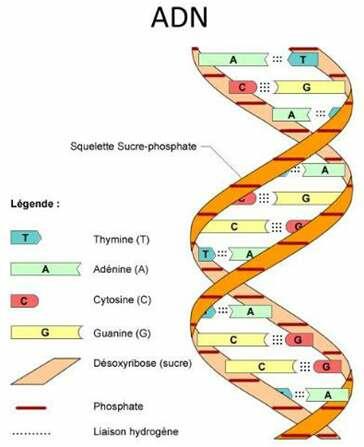 [ĐÚNG NHẤT] ADN có chức năng gì?