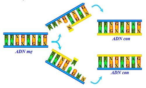 Quá trình nhân đôi ADN có vai trò gì trong quá trình chia tế bào?

