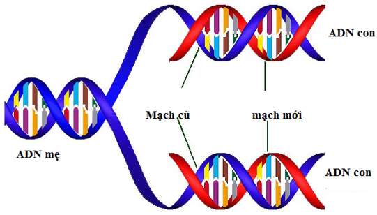 ADN polimeraza có vai trò gì