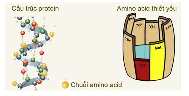 Amino axit là hợp chất hữu cơ trong phân tử có chứa nhóm chức nào
