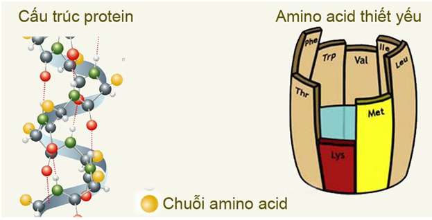 Amino axit là hợp chất hữu cơ trong phân tử có chứa nhóm chức