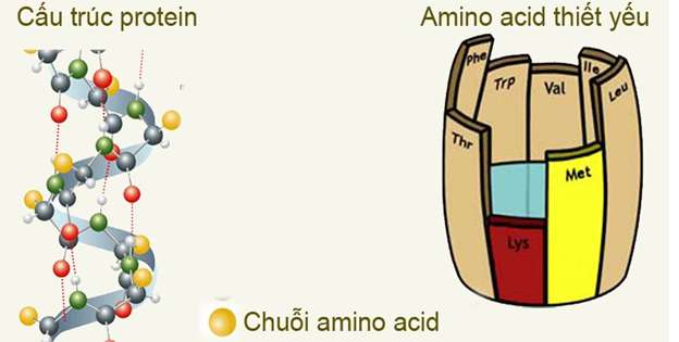 Amino axit là hợp chất hữu cơ trong phân tử?
