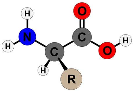 [CHUẨN NHẤT] Amino axit là hợp chất hữu cơ (ảnh 2)