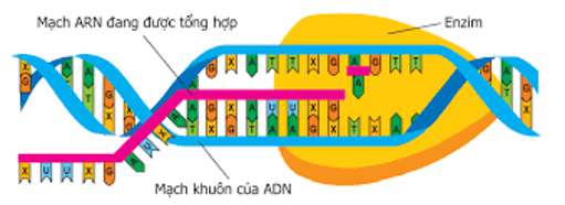 ARN được tổng hợp theo nguyên tắc nào?