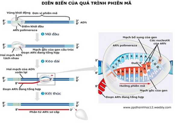 ARN được tổng hợp từ mạch nào của gen?