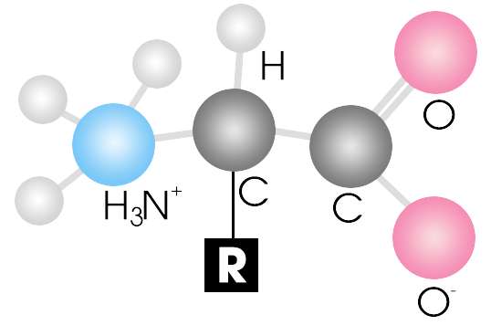 Axit amin mêtionin được mã hóa bằng bộ ba?