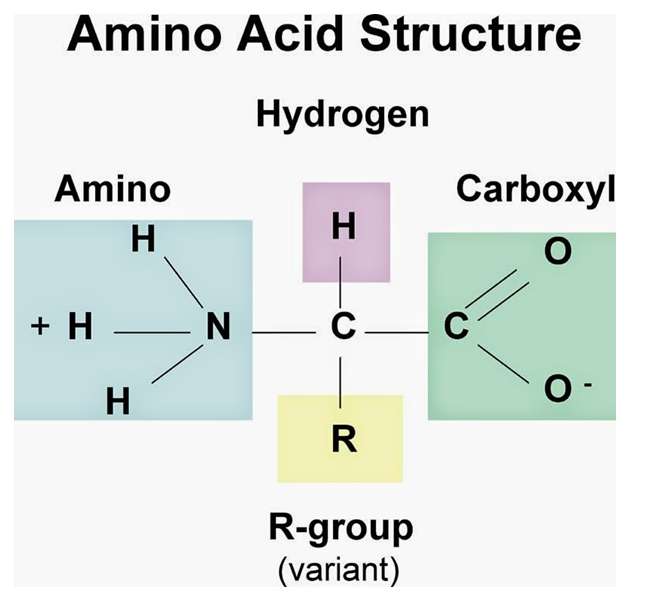 Bài tập về amino axit