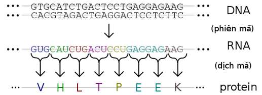 Bản chất của mã di truyền