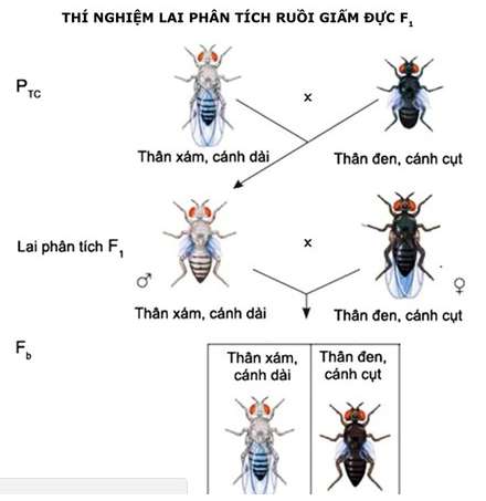 Bật mí bằng chứng của sự liên kết gen là những phát hiện mới