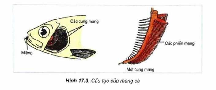 [ĐÚNG NHẤT]    Bề mặt trao đổi khí là gì?  (ảnh 2)