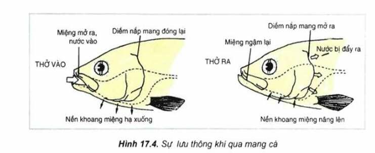 [ĐÚNG NHẤT]    Bề mặt trao đổi khí là gì?  (ảnh 3)