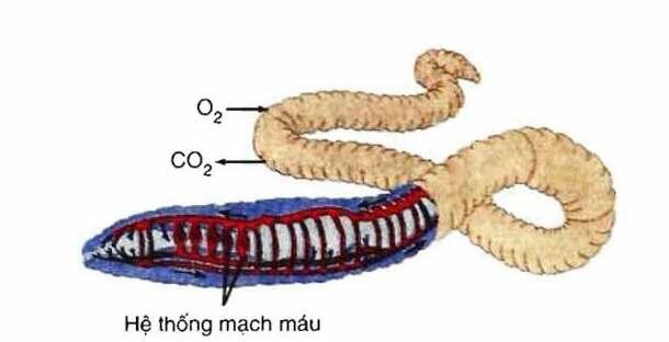 [ĐÚNG NHẤT]    Bề mặt trao đổi khí là gì?  (ảnh 4)