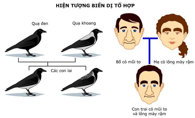 [CHUẨN NHẤT] Biến dị tổ hợp là gì và cho ví dụ